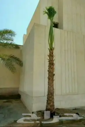 يوجد لدينا نخل زينه واشنطن امريكي ابو مروحه 6