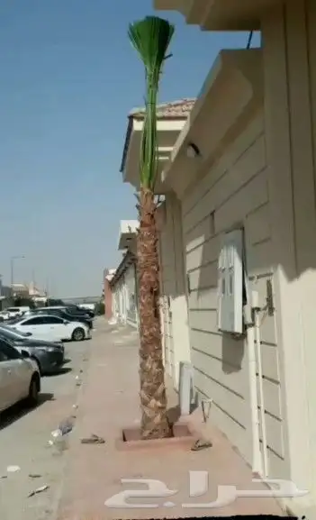 يوجد لدينا نخل زينه واشنطن امريكي ابو مروحه 1