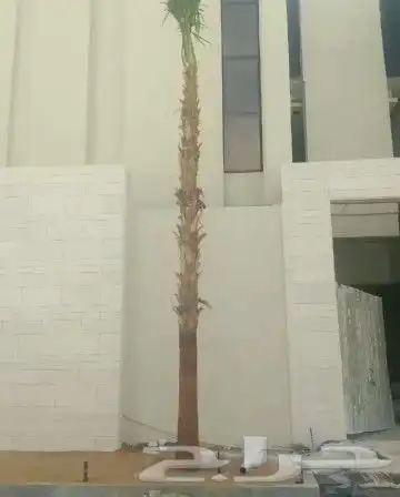 يوجد لدينا نخل زينه واشنطن امريكي ابو مروحه 5