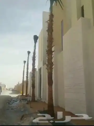 يوجد لدينا نخل زينه واشنطن امريكي ابو مروحه 4