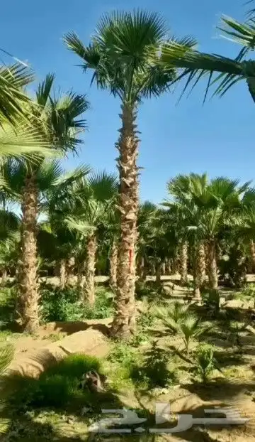 يوجد لدينا نخل زينه واشنطن امريكي ابو مروحه 8