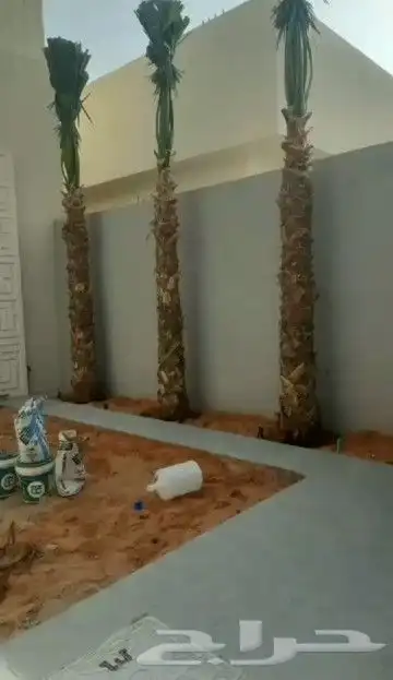 يوجد لدينا نخل زينه واشنطن امريكي ابو مروحه 7