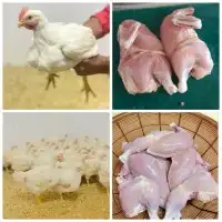دجاج وسمان طازج ويذبح امامك 0