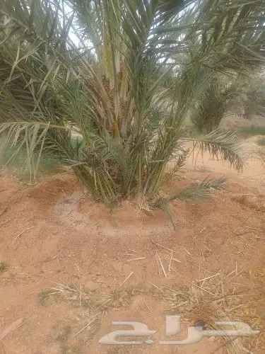نخل فسايل صقعي ومجدول 3