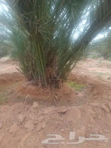 نخل فسايل صقعي ومجدول 1