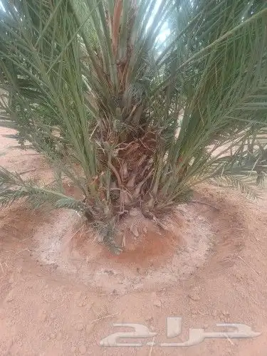 نخل فسايل صقعي ومجدول 4
