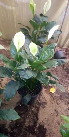 بيع شتلات واشجار 8