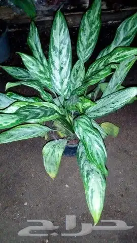 بيع شتلات واشجار 9