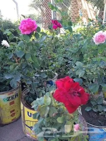 بيع شتلات واشجار 7