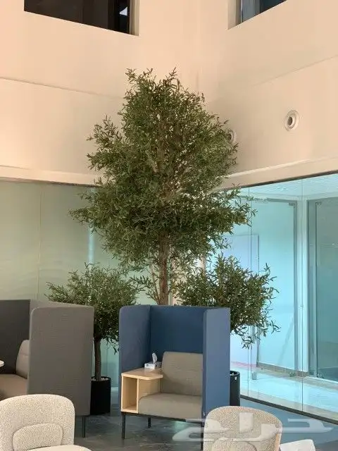 زيتون صناعي بجذع طبيعي 3