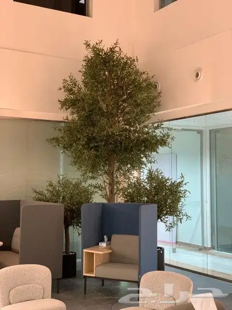 زيتون صناعي بجذع طبيعي 0