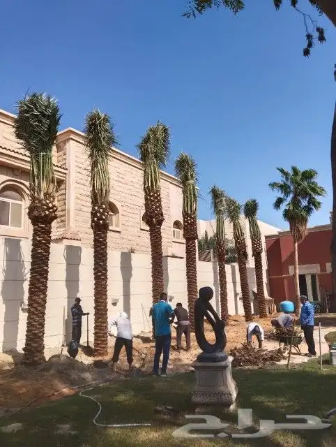 زراعه نخيل 9