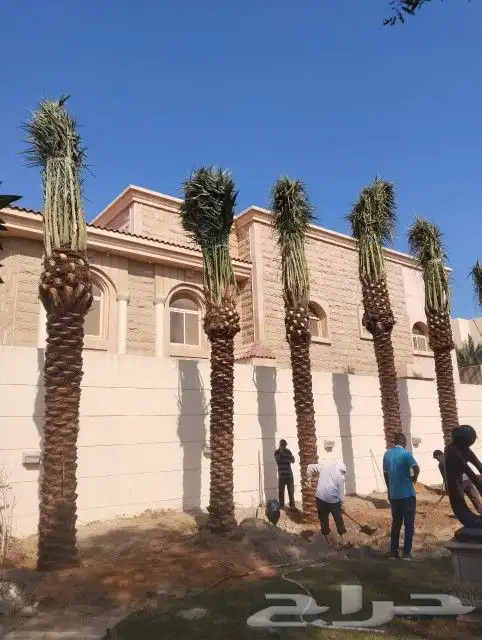 زراعه نخيل 5
