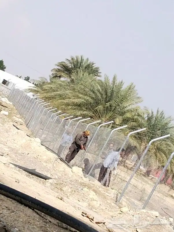 زراعه نخيل 6