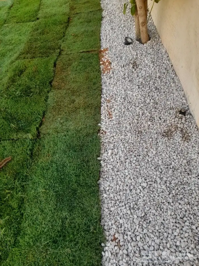 بيع شتلات واشجار 5