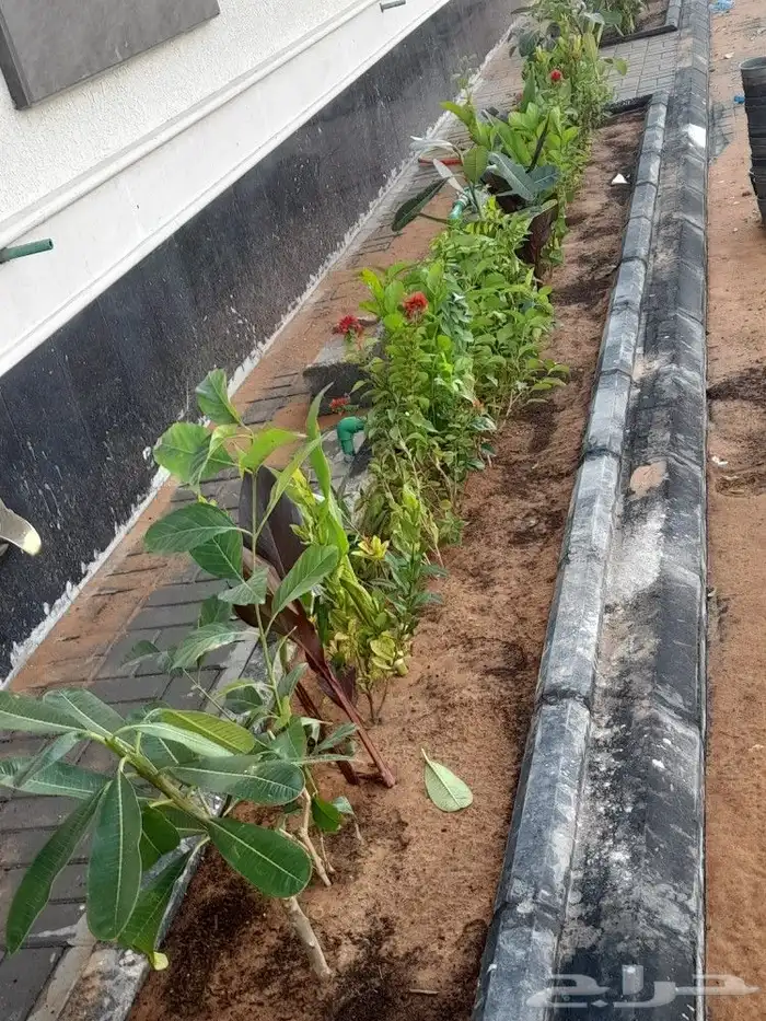 بيع شتلات واشجار 1