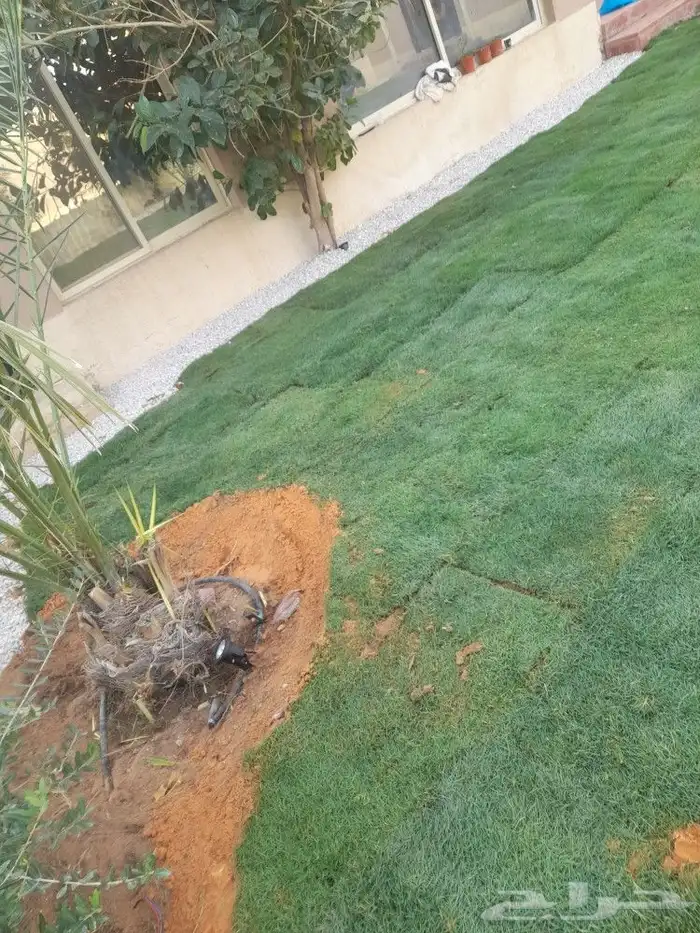 بيع شتلات واشجار 3