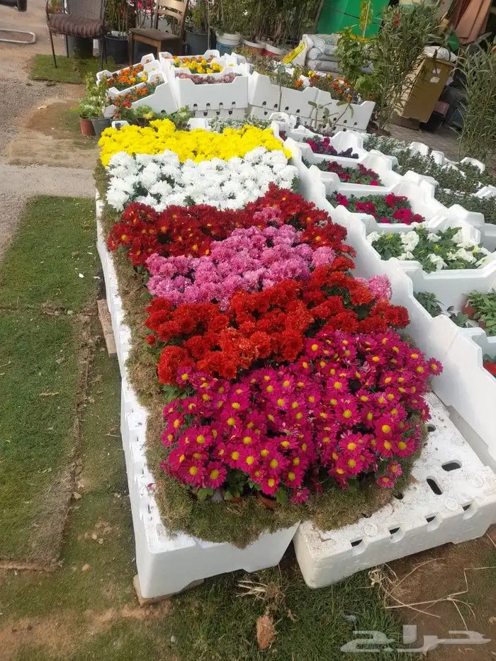 بيع شتلات واشجار 6