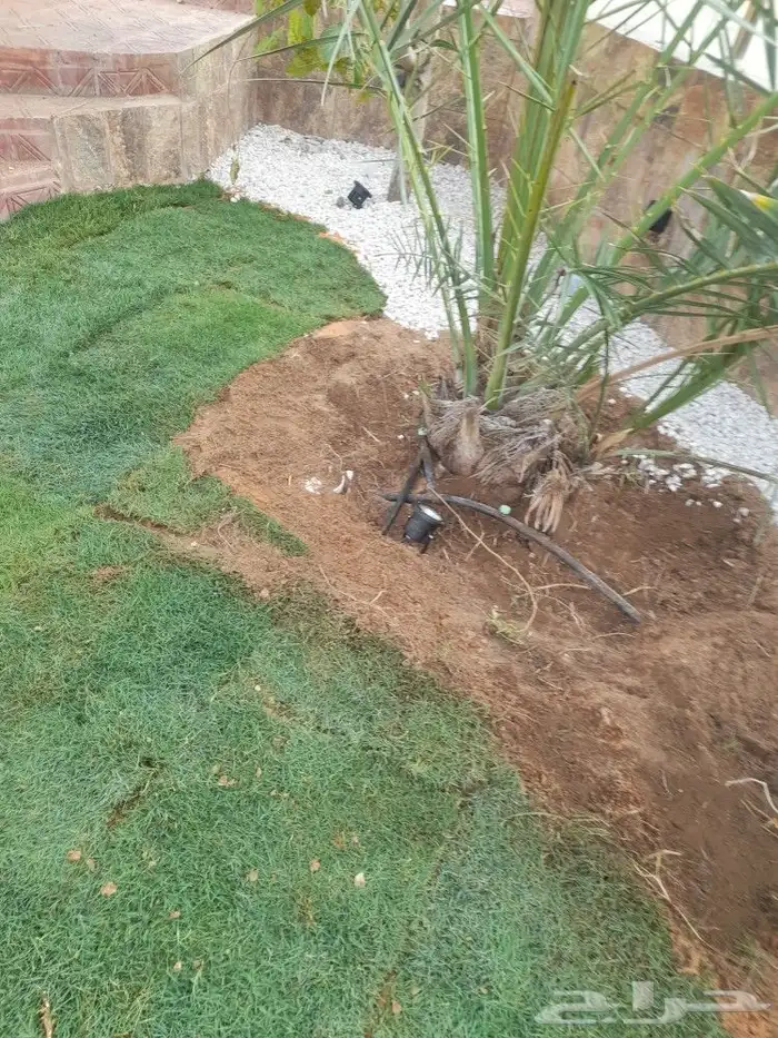 بيع شتلات واشجار 4