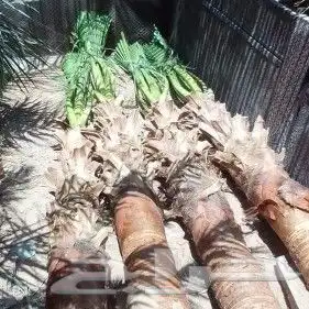 أشغال اتراث في أنحاء المملكة العربية السعودية وشبوك ونخيل وي 10