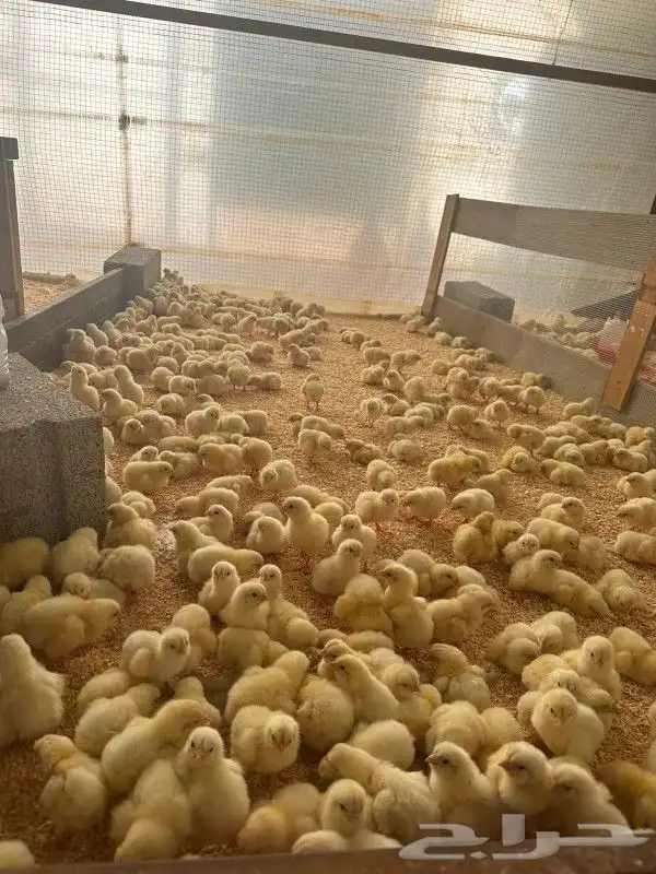 فقاسة بق شكن اليدويه 0