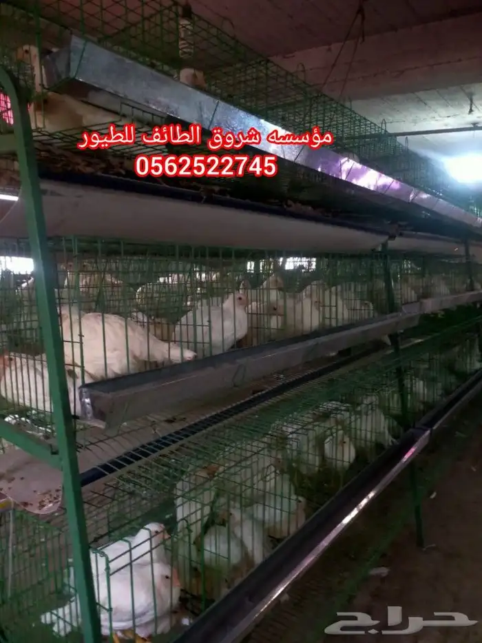 بطاريات دجاج بياض مائده 3