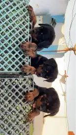 كلاب جراء روت وايلر للحراسه والرعي والحلال وللمنازل 1