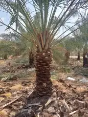 يوجد لدينا فسايل صقعي مجدوله 2