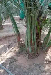 يوجد لدينا فسايل صقعي مجدوله 3