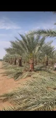 يوجد لدينا فسايل صقعي مجدوله 5
