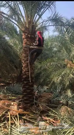يوجد لدينا فسايل صقعي مجدوله 7