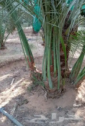 يوجد لدينا فسايل صقعي مجدوله 4