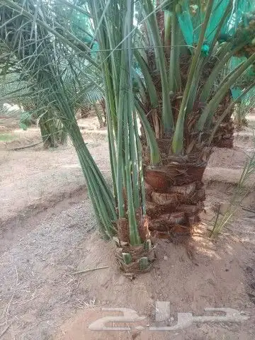 يوجد لدينا فسايل صقعي مجدوله 0