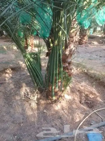 يوجد لدينا فسايل صقعي مجدوله 6