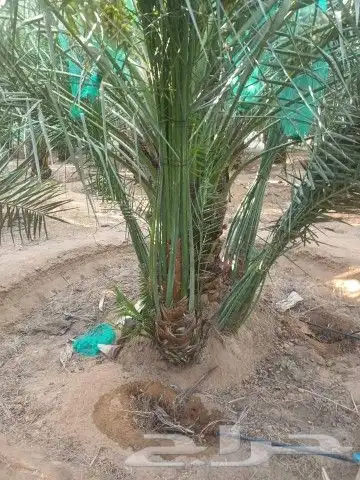 يوجد لدينا فسايل صقعي مجدوله 1