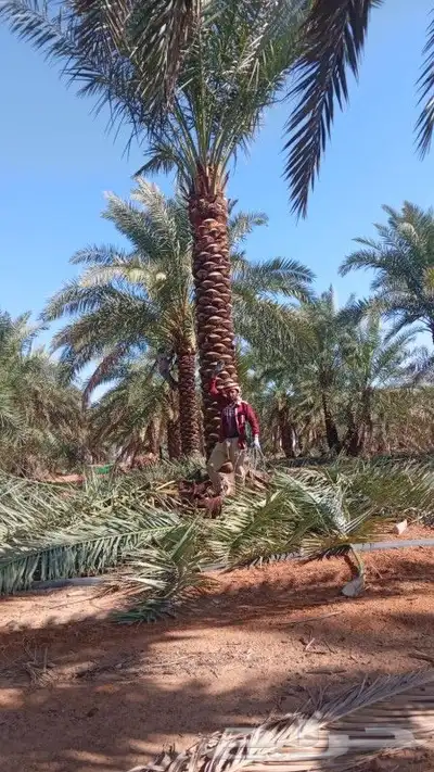 يوجد لدينا فسايل صقعي مجدوله 8