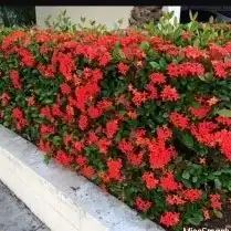 شتلات اشجار نباتات بجميع الانواع جملة وقطاعي 0