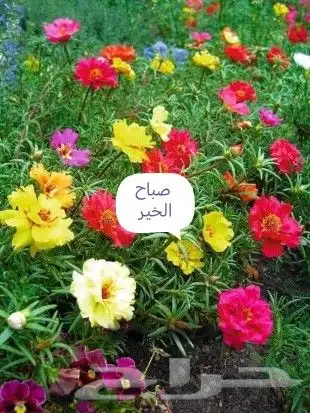 شتلات اشجار نباتات بجميع الانواع جملة وقطاعي 1