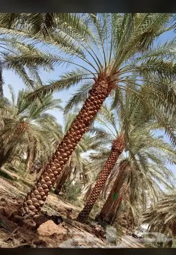 شجر زيتون معمر نخل عربي واشنطونيا 10