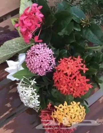 شتلات اشجار نباتات بجميع الانواع جملة وقطاعي 3