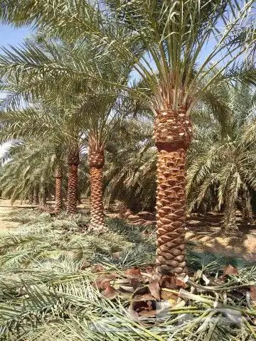 نخل عربي ونخل واشنطونياء 1