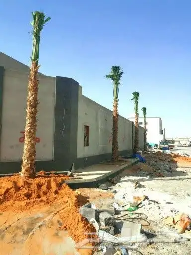 نخل عربي ونخل واشنطونياء 18