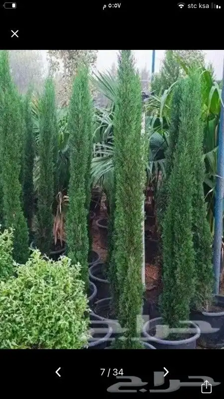 شتلات اشجار نباتات بجميع الانواع جملة وقطاعي 7