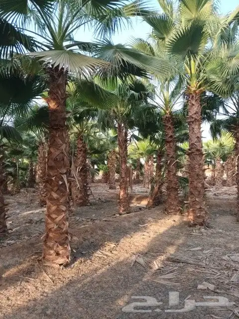 نخل عربي ونخل واشنطونياء 2