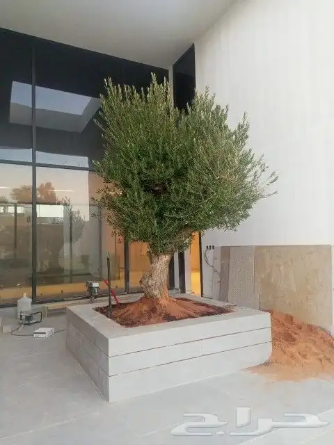شجر زيتون معمر نخل عربي واشنطونيا 2