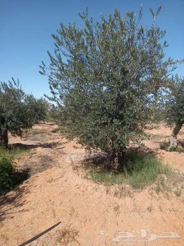 شجر زيتون معمر نخل عربي واشنطونيا 9