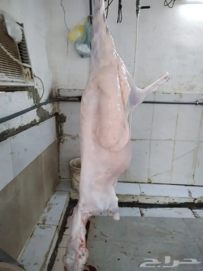 ذبيحتك لباب بيتك ثلاجة او ضيوف مع الطبخ او بدون 1