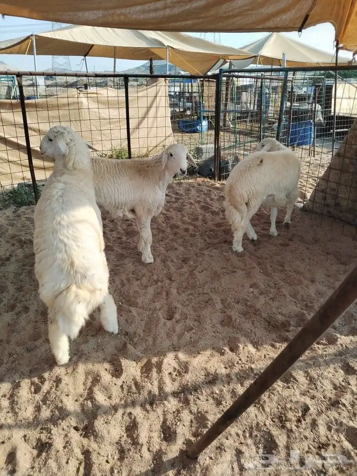 ذبيحتك لباب بيتك ثلاجة او ضيوف مع الطبخ او بدون 0