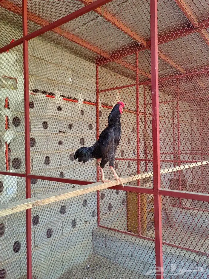 دجاج كوشامو 3