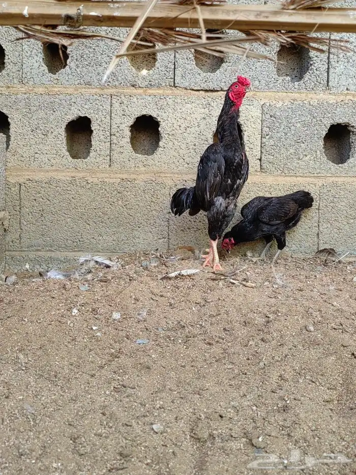 دجاج كوشامو 1